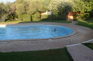 Vinni enjoying a morning swim