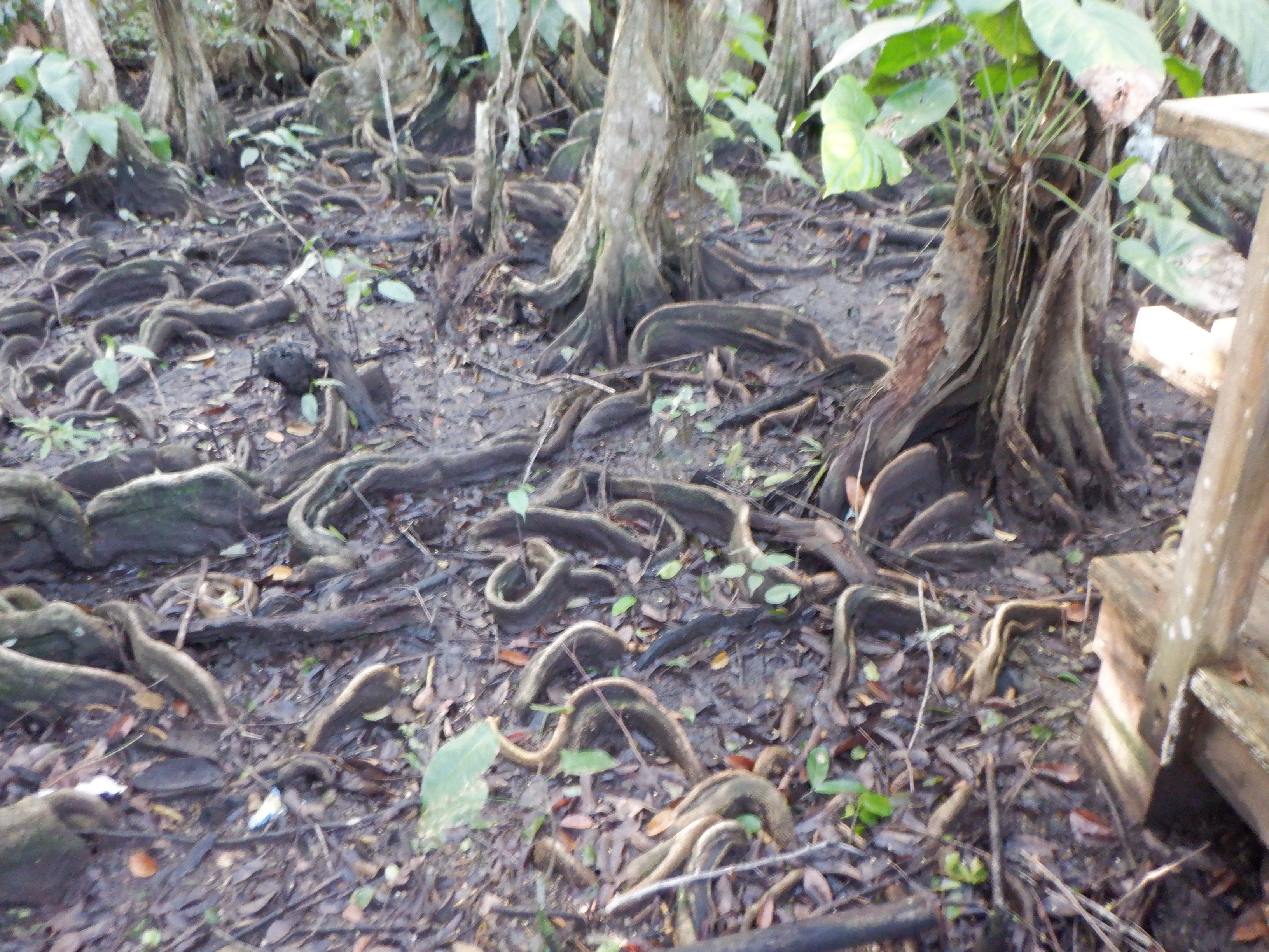 På eventyr i regnskoven – Dalsgaard i Skivholme, image size:3264x2448